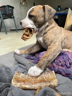 American Bully Welpen Bulldogge 