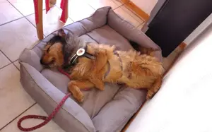 Hundebub Smartie sehnt sich nach einem Zuhause!