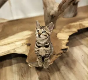 Bengalkitten Katzenbabys von den Fleckenzwergen silber und braun 