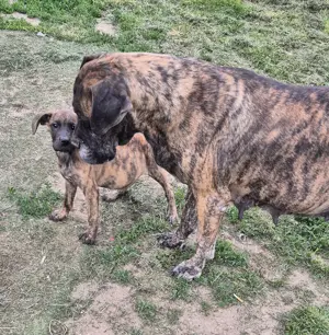 Deutsche Dogge Welpen Bild 3