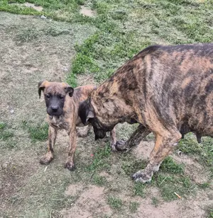 Deutsche Dogge Welpen Bild 4