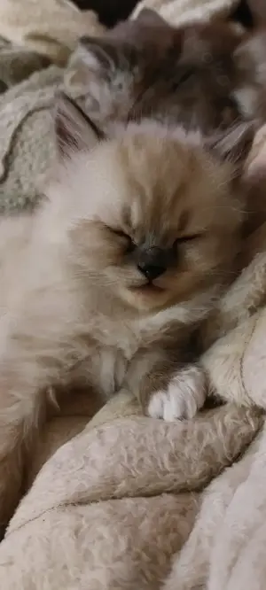 Zuckersüße Maine Coon Mix Kitten 