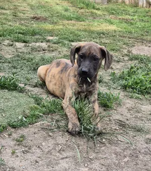 Deutsche Dogge Welpen Bild 2