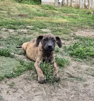 Deutsche Dogge Welpen