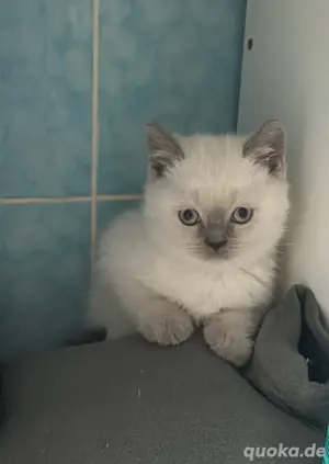 bkh kitten point