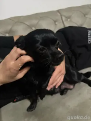 langhaar Chihuahua