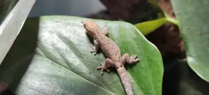 Jungferngecko, Lepidodactylus lugubris, Juvenile, Jungtier