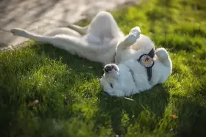 Frohnatur Atlas wartet auf dich! Bild 3