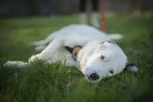 Frohnatur Atlas wartet auf dich! Bild 6