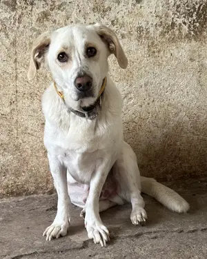 Nano, geb. ca. 12 2023, lebt in GRIECHENLAND, auf einer privaten Pflegestelle  Bild 2