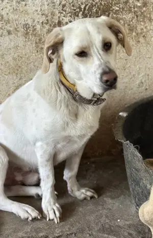 Nano, geb. ca. 12 2023, lebt in GRIECHENLAND, auf einer privaten Pflegestelle  Bild 7