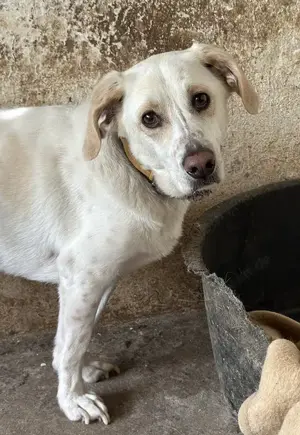 Nano, geb. ca. 12 2023, lebt in GRIECHENLAND, auf einer privaten Pflegestelle  Bild 6