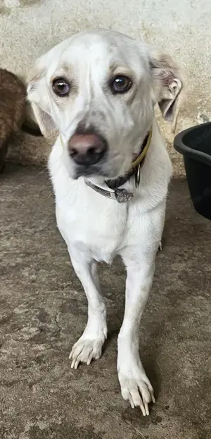 Nano, geb. ca. 12 2023, lebt in GRIECHENLAND, auf einer privaten Pflegestelle  Bild 9