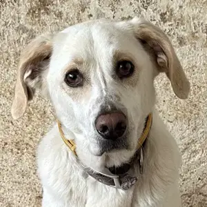 Nano, geb. ca. 12 2023, lebt in GRIECHENLAND, auf einer privaten Pflegestelle 