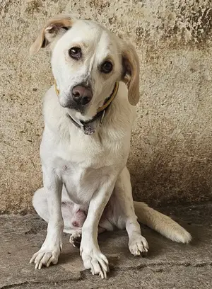 Nano, geb. ca. 12 2023, lebt in GRIECHENLAND, auf einer privaten Pflegestelle  Bild 10