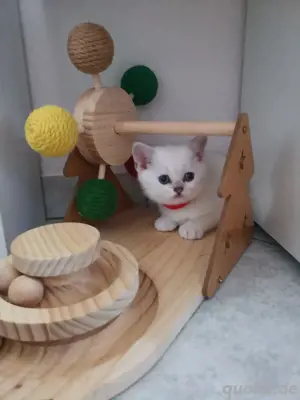 Bkh Kitten 