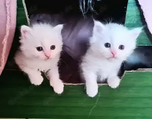 Reinrassige Ragdoll Kitten  