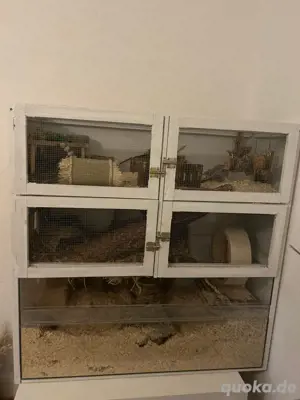 Hamster mit Käfig und Zubehör