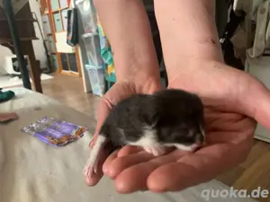 babykitten 