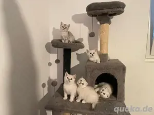 BKH Kitten