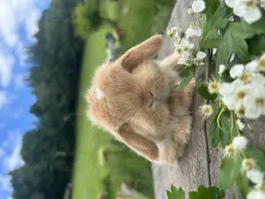 Miniwidder Mini Lop Minilop Zwergwidder Kaninchenbabys