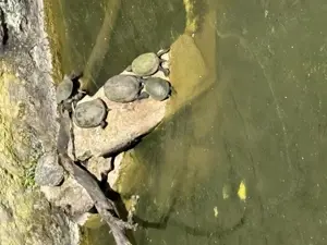Suche Moschusschildkröte Wasserschildkröte