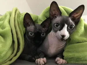 Canadian Sphynx Geschwisterdamen 