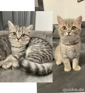 katze katzen kitte kitten tabby männlich männchen  weiblich 