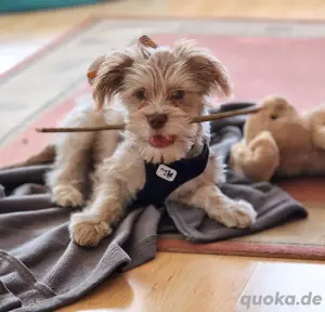 Teddy - verspielt 