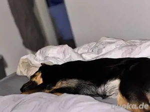 Lia sucht ein liebevolles Zuhause für immer 
