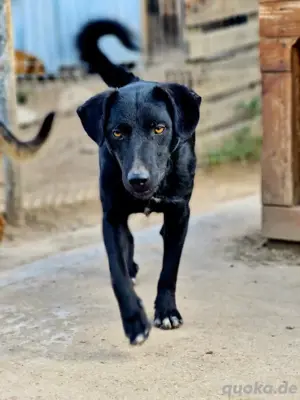 Chewie, wer gibt ihm eine Chance Bild 5