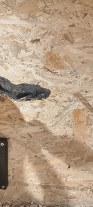 1.0 Boa constrictor Imperator 