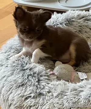 Chihuahua Welpen dürfen ausziehen