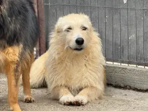 Vinnie sucht sein Zuhause! Vielleicht bei Dir?