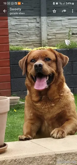 Foxred Labrador Rüde mit super Stammbaum 