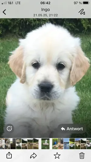 Creme Farbene Golden Retrieverwelpen