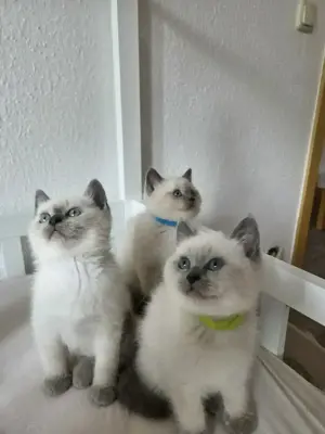 Heilige Birma Kitten suchen liebevolles Zuhause 