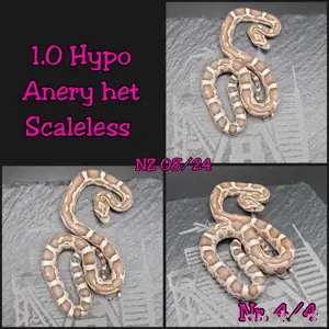 Kornnatter Hypo Anery het Scaleless 