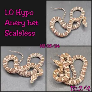 Kornnatter Hypo Anery het Scaleless 