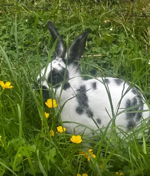 Kaninchen Hasen zu verkaufen 