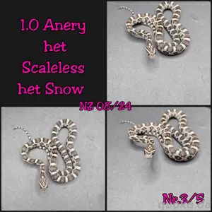 Kornnatter Anery het Scaleless 