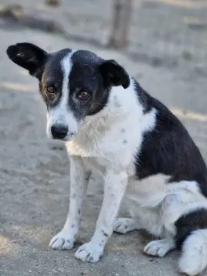 Ulla, eine liebe Seniorin, sucht ebensolchen ruhigen Haushalt