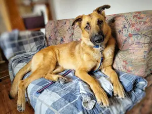 Verschmuste liebe Schäferhund Mischling Hündin, Anfängerhund, Familienhund, Tierschutz, Malinois