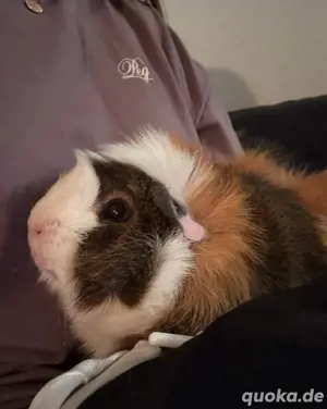 2 Meerschweinchen kostenlos in gute Hände Abzugeben 
