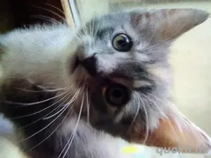 Maine coon Katze