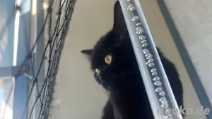 Bkh mix Bombay Katze