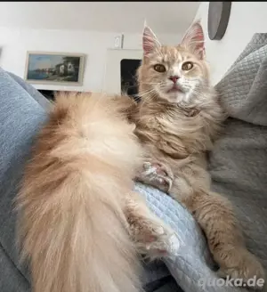 Traumhafte reinrassige XXL Maine Coon Katze Red Cream silver Tabby 6 Monate