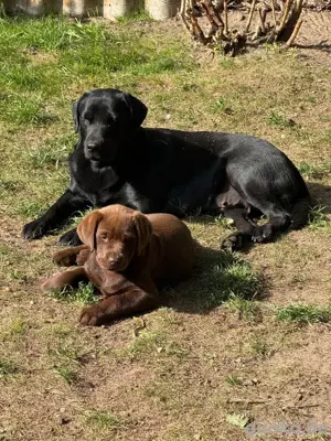Wunderschöne Labrador Welpen