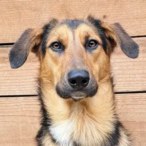 Vido - Toller Hundemann sucht ruhiges Zuhause