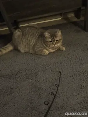 BKH katze 